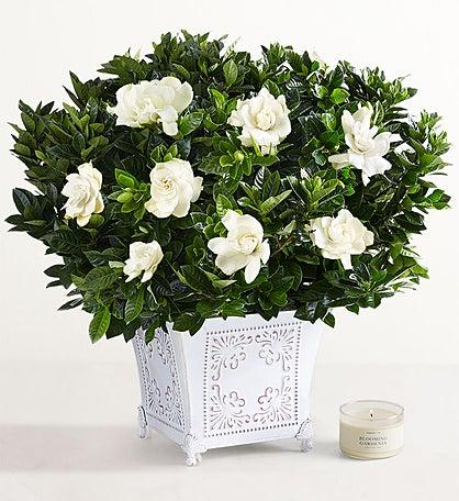 Lovely Lavender Medley™