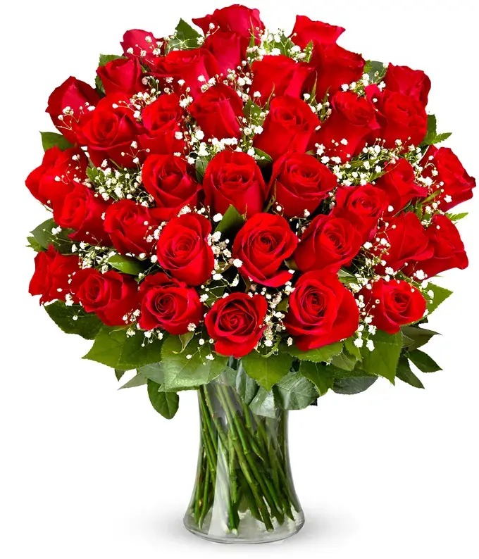 Three Dozen Premium Red Roses