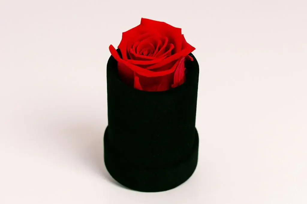 Single Preserved Rose in Black Velvet Display